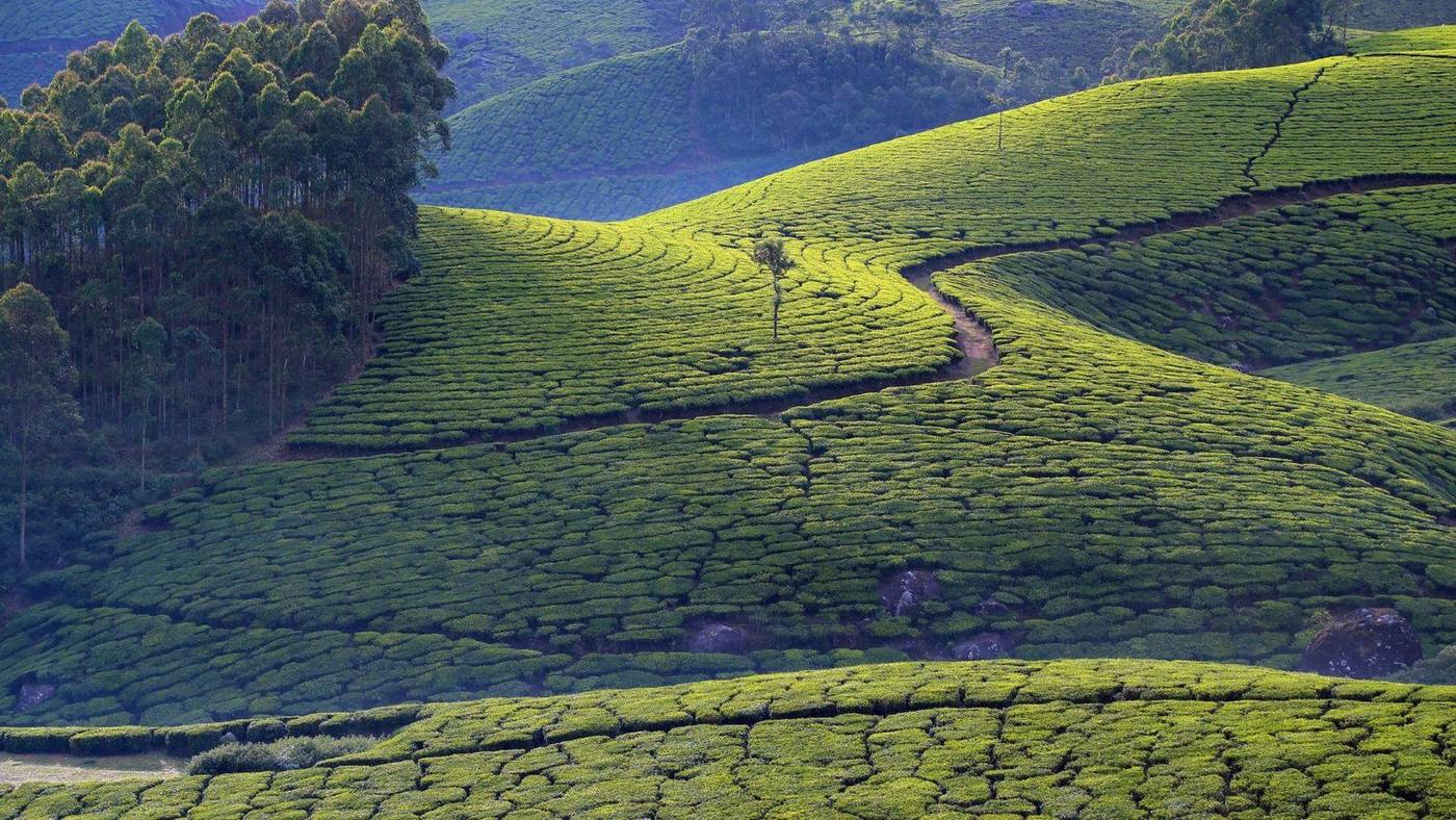 Terraced tea plantations across the hills at Munnar, Kerala